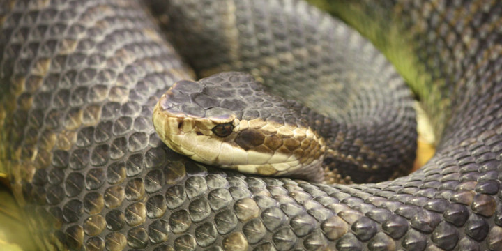 Florida Water Moccasin 056