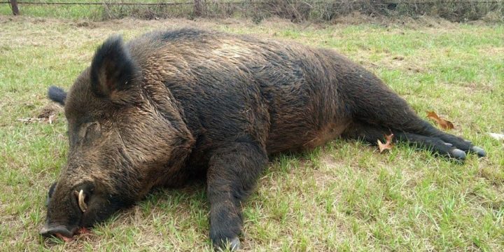 Wild hog