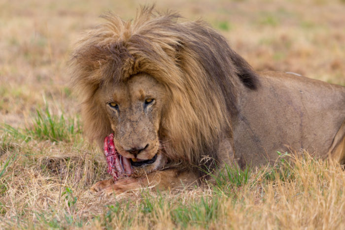 Lion eating in the Kruger National Park South Africa