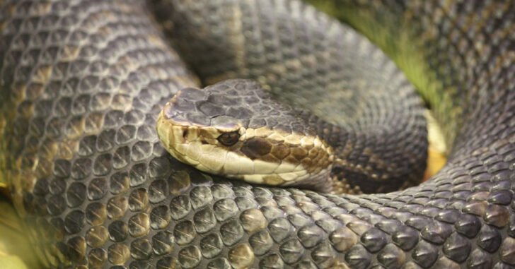 Florida Woman Shoots At Venomous Snake, Ends Up In Jail
