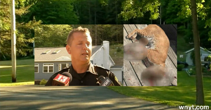 Bobcat Attacks Multiple People In Albany, Shot And Killed By Homeowner