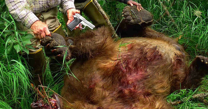 Man Defends Clients From Alaskan Grizzly Attack