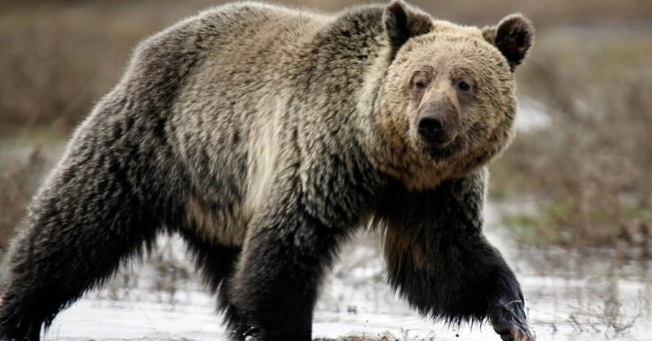 Hunter Forced to Shoot Pair of Grizzly Bears in Attack, Only He Survives