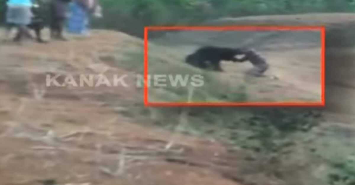 *WATCH* Man Tries To Take Selfie With Bear, Is Mauled To Death As ...