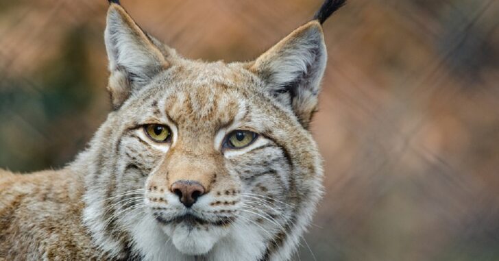 Armed Mother Shoots and Kills Bobcat in Her Own Backyard