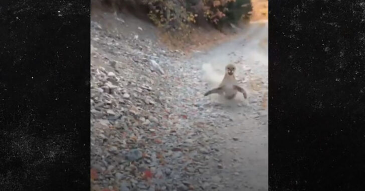 [VIDEO] Man Stalked By Cougar In Utah, Manages To Survive Encounter