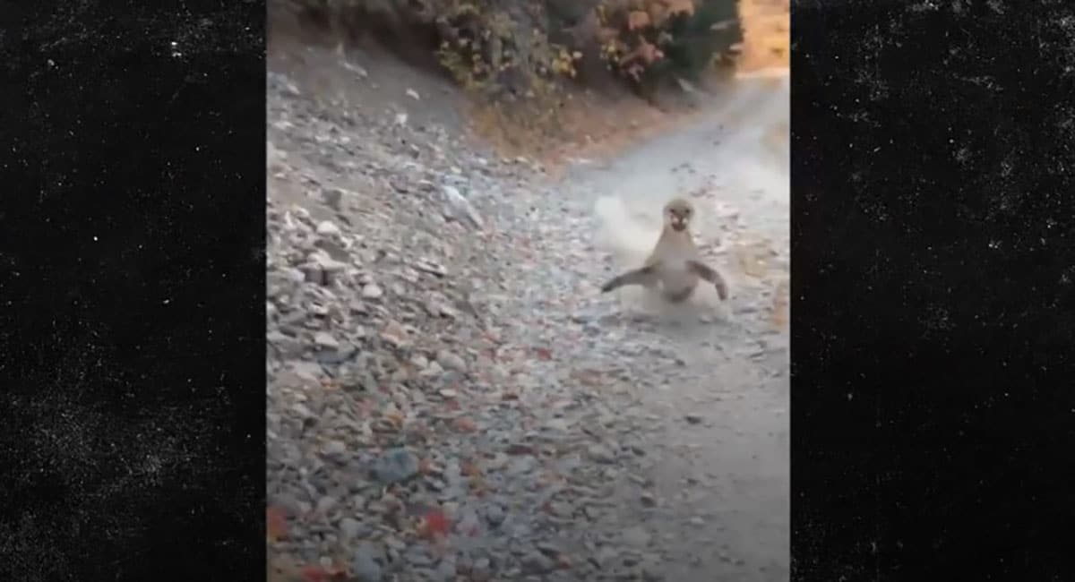 Video Man Stalked By Cougar In Utah Manages To Survive Encounter Concealed Nation 1178