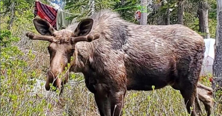 Backcountry Camper Forced to Shoot Aggressive Bull Moose That Destroyed Campsite and Charged Him and His Dog