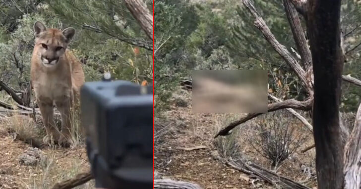 GRAPHIC WARNING: Man Encounters Mountain Lion, And The Deadly Result Is Being Debated Online