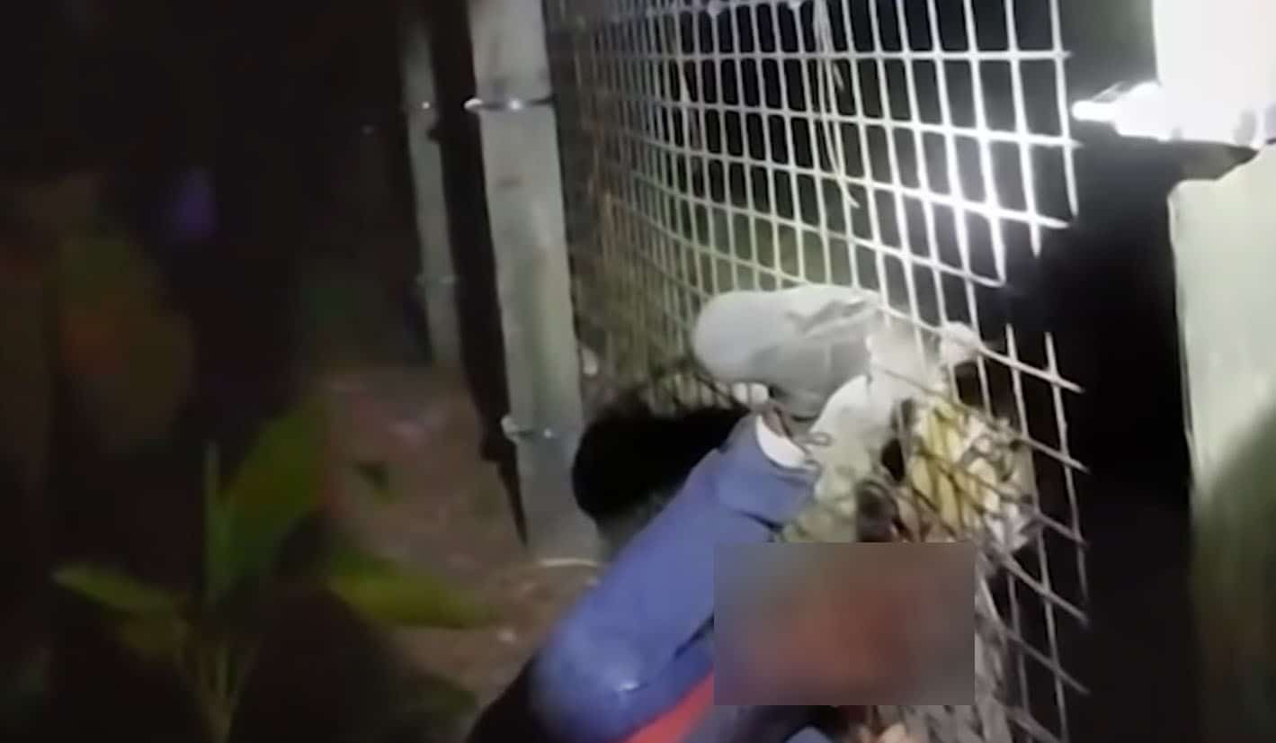 *GRAPHIC WARNING* Tiger Shot And Killed By Police Because Of Florida ...