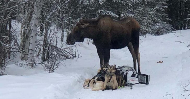 Bull Moose Attacks Sled Dogs In Alaska, Owner Fires 6 Shots From Handgun And It Does Absolutely Nothing