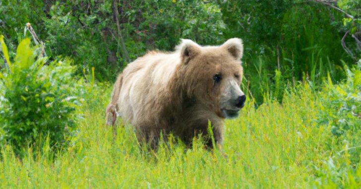 Bear Attacks Hunters, Subsequently Shot Dead By Victim’s Family Member