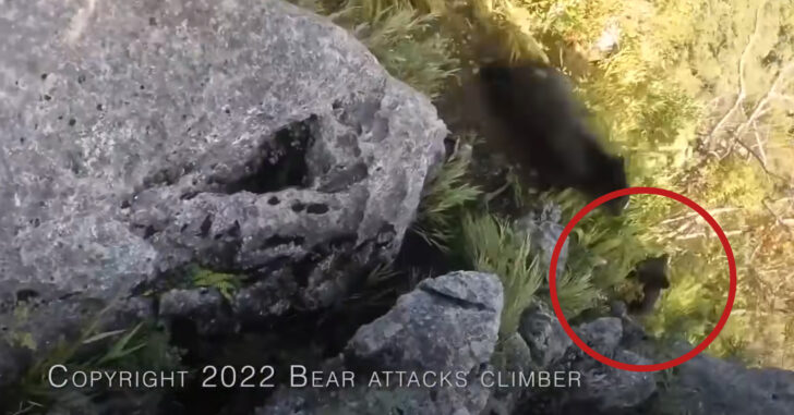 Bear Attacks Climber, Cub Can Be Seen Nearby