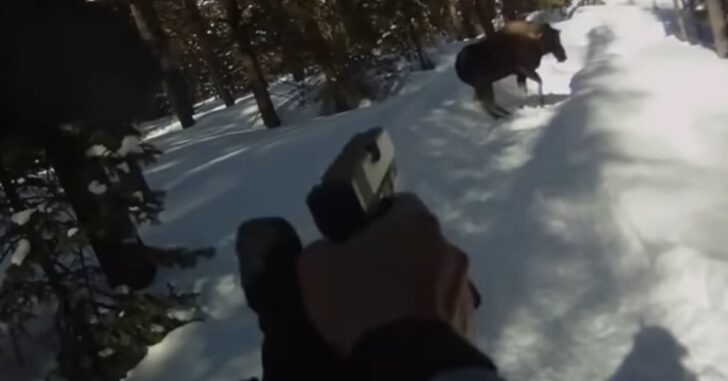 [WATCH] Man Shoots Moose With Glock After Attack
