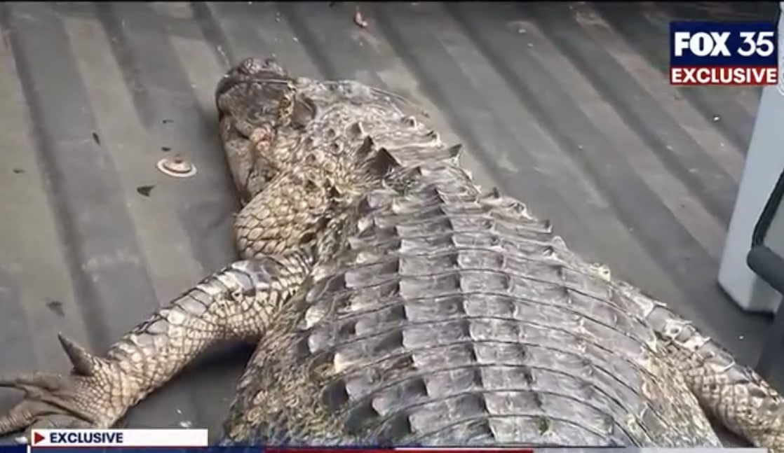 Homeowner Shoots, Kills Alligator Attacking Dog | Concealed Nation