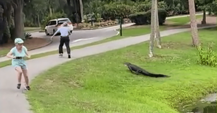 Alligator Chases Man While Fishing At Pond On Hilton Head Island