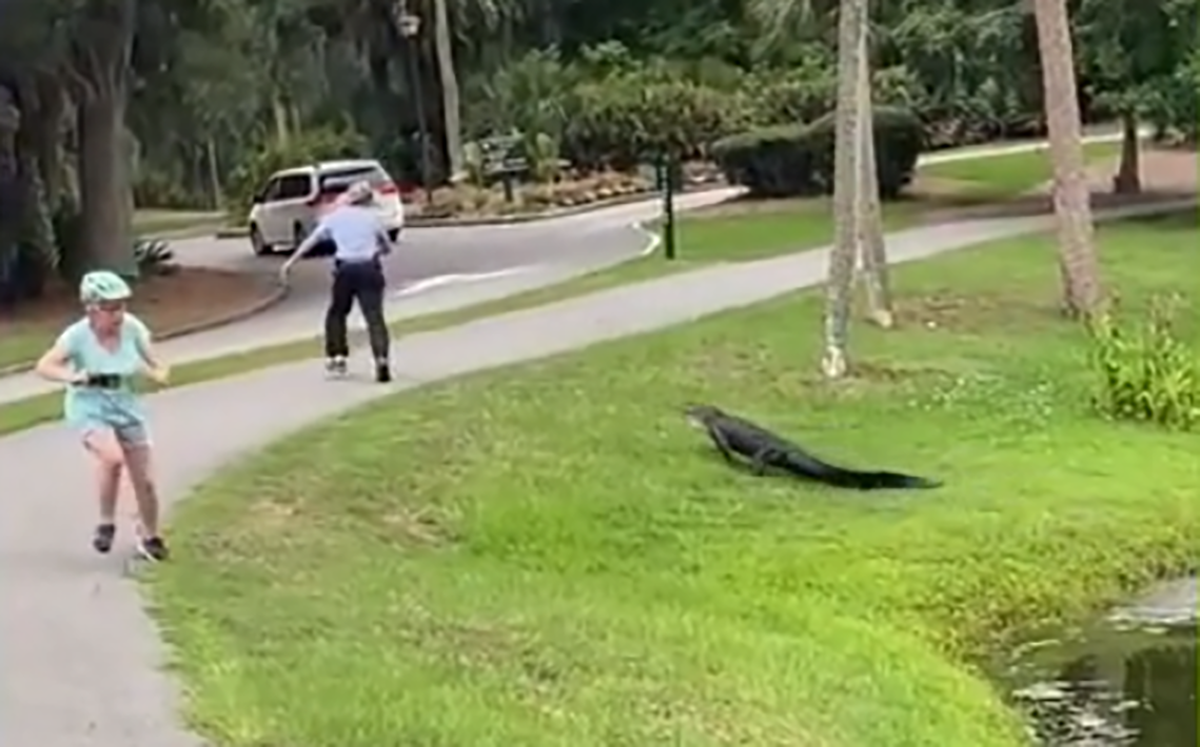 Alligator Chases Man While Fishing At Pond On Hilton Head Island Tac