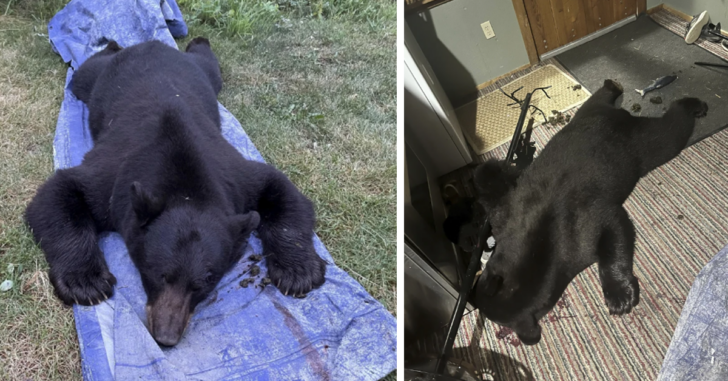 Massive Black Bear Shot And Killed After Entering Montana Home