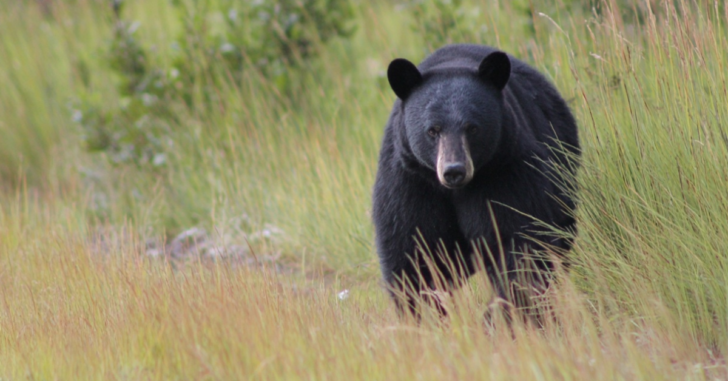 Self-Defense Shooting of Black Bear Justified in Pennsylvania, Officials Say